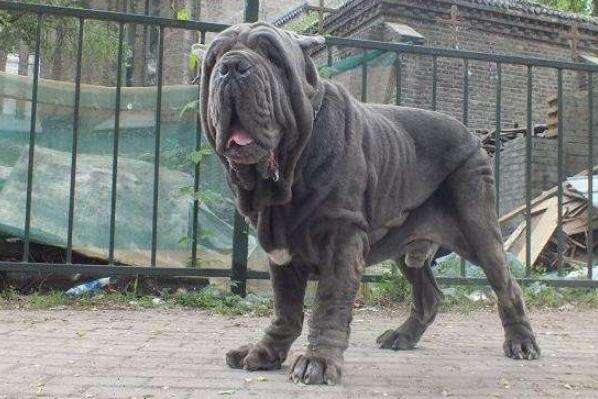 世界十大最危險(xiǎn)猛犬，世界猛犬有哪些？